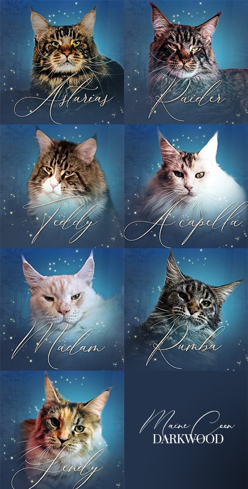 Darkwood-Maine-Coon-Cattery—Maine-Coon-Contact page-min